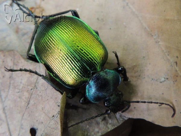 Calosoma sycophanta