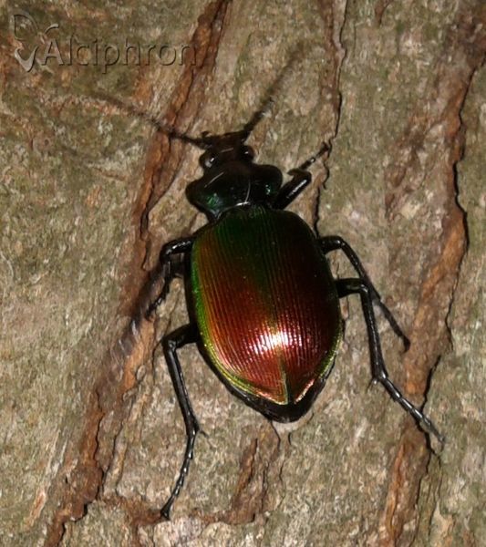 Calosoma sycophanta