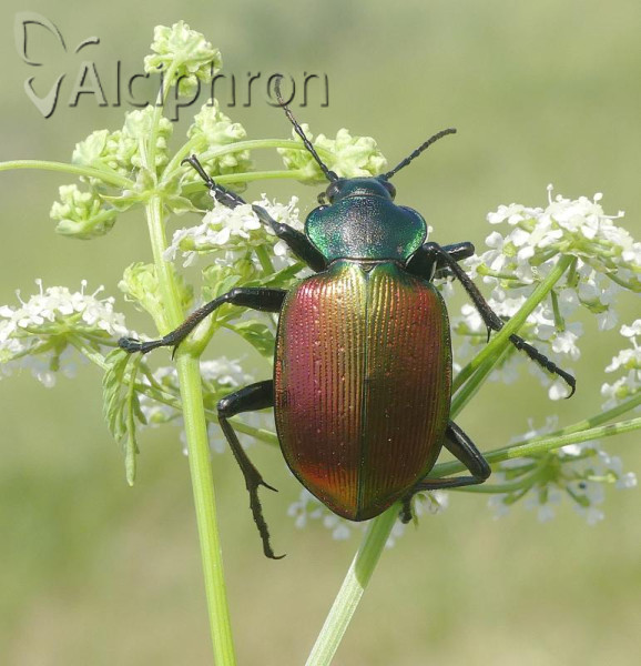 Calosoma sycophanta