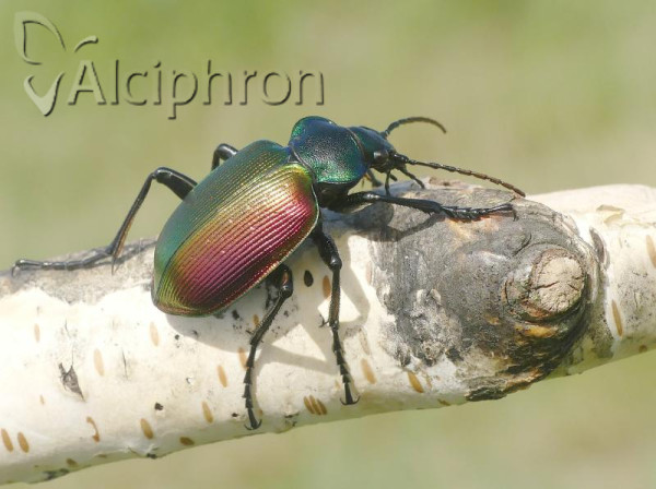 Calosoma sycophanta