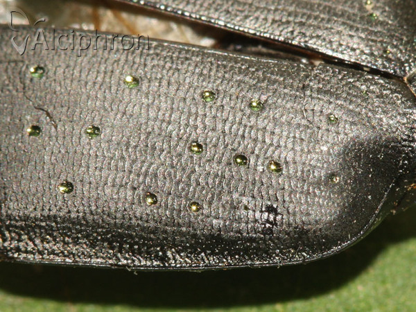 Calosoma auropunctatum