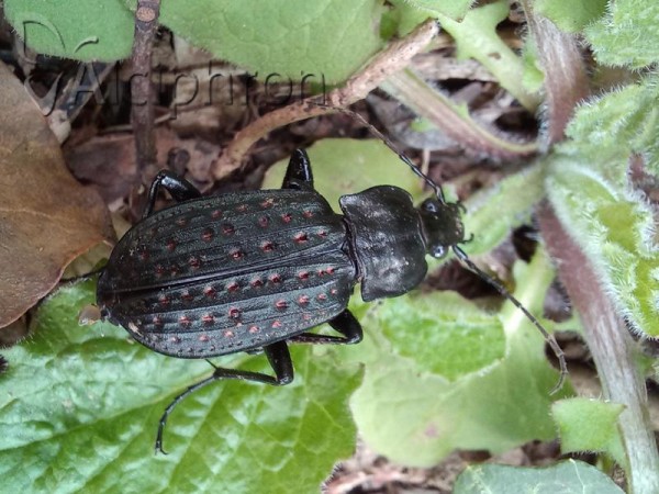 Carabus clatratus