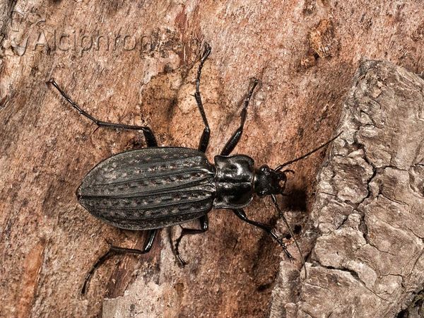 Carabus clatratus