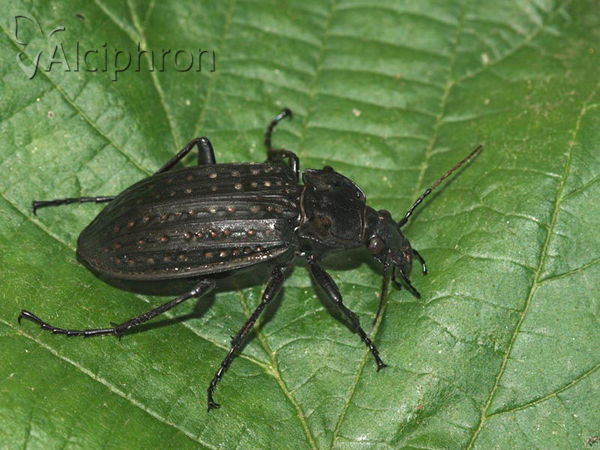 Carabus clatratus