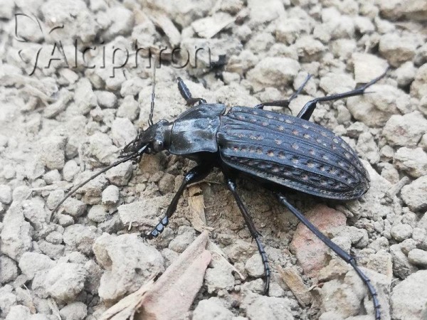 Carabus clatratus