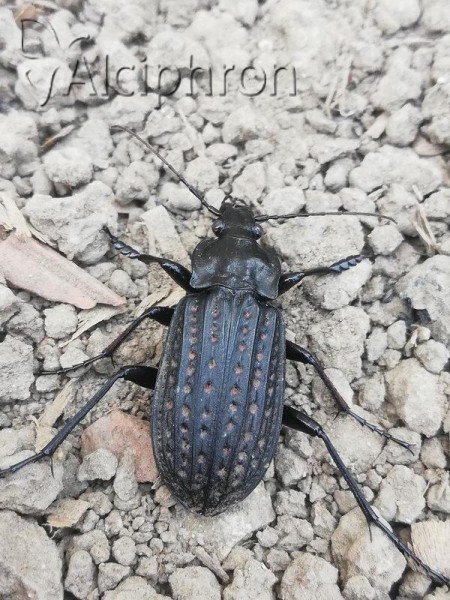 Carabus clatratus