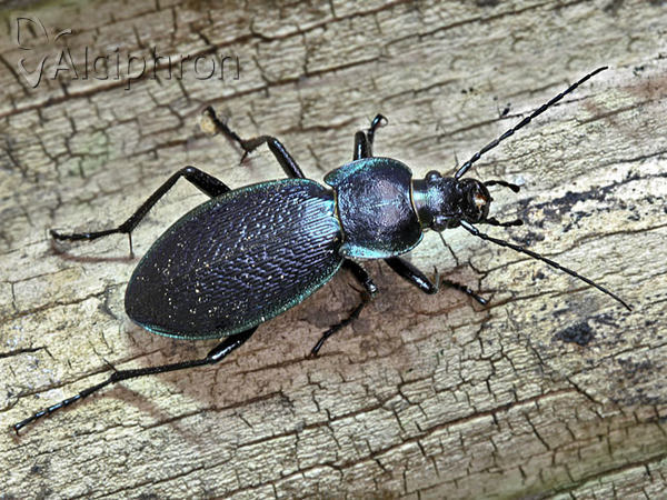 Carabus kollari