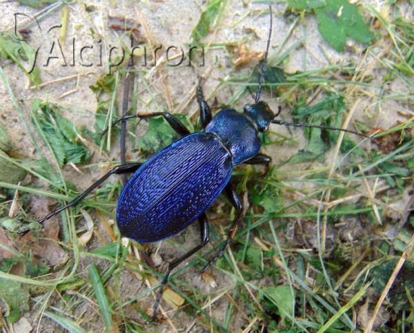 Carabus kollari