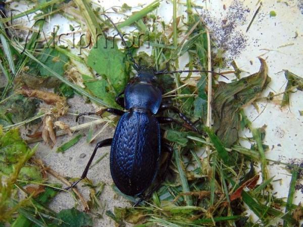 Carabus kollari
