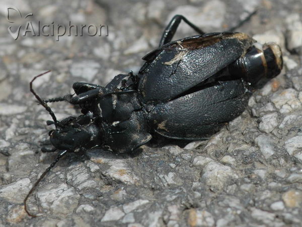 Carabus scabriusculus
