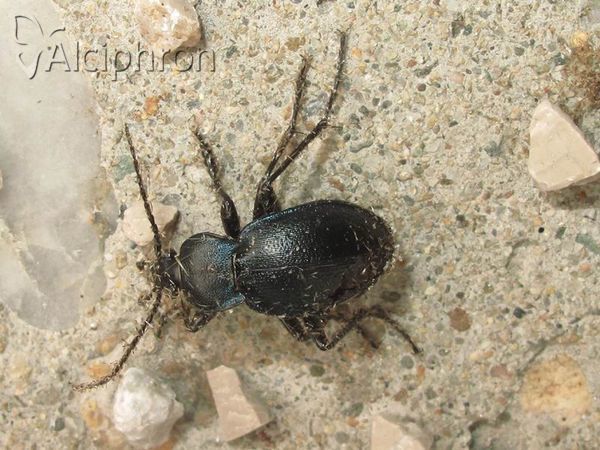 Carabus scabriusculus