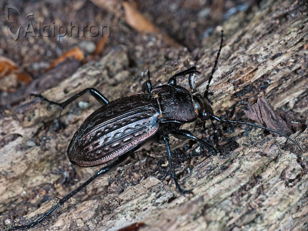 Carabus granulatus