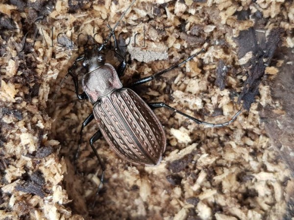 Carabus granulatus