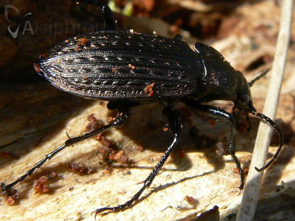 Carabus granulatus