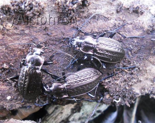 Carabus granulatus