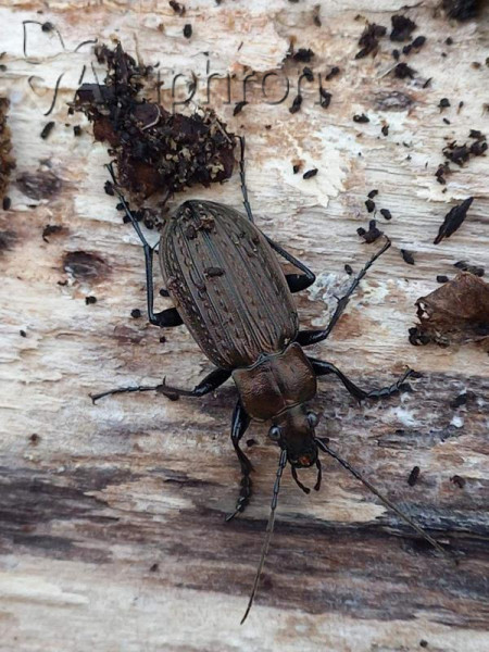 Carabus granulatus