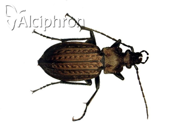 Carabus granulatus