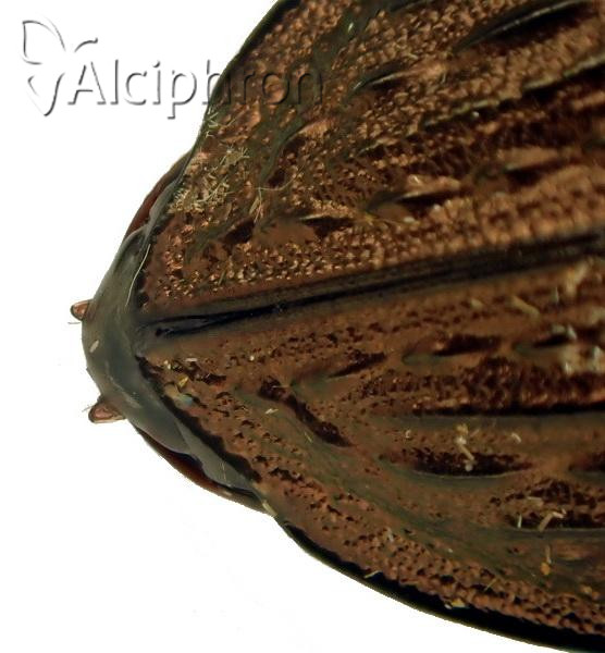Carabus granulatus