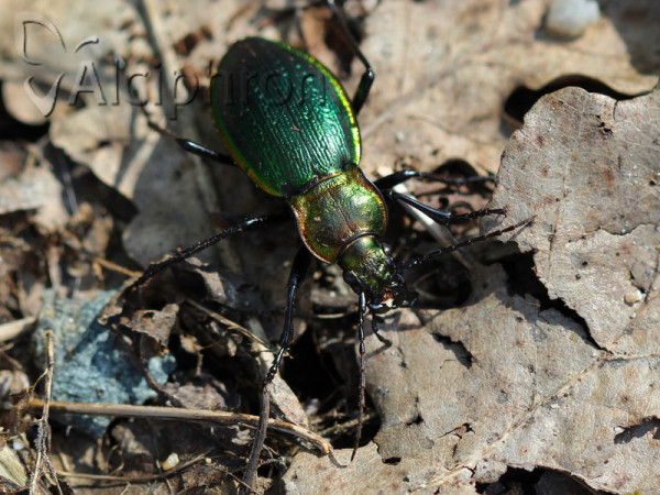 Carabus obsoletus