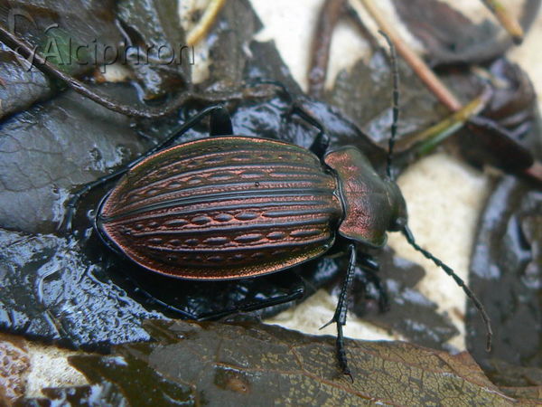 Carabus ullrichii