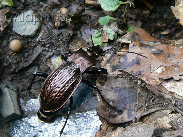 Carabus ullrichii