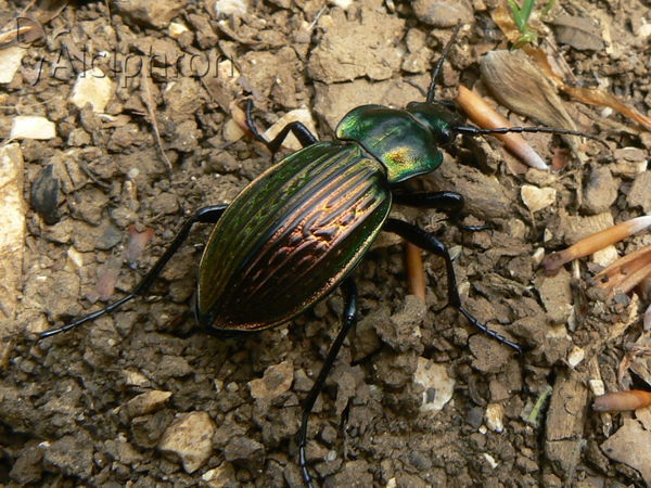 Carabus ullrichii
