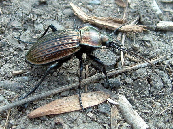 Carabus ullrichii