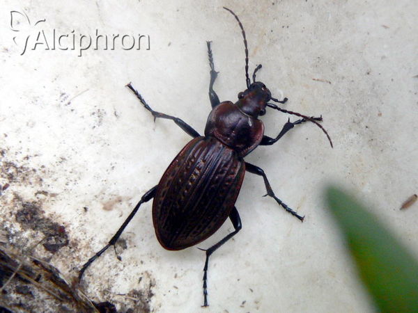 Carabus ullrichii