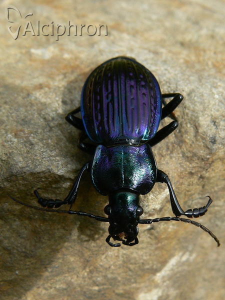 Carabus ullrichii