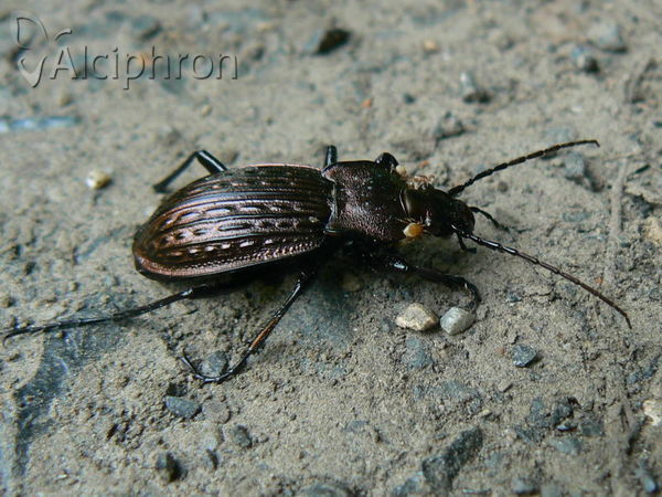 Carabus ullrichii