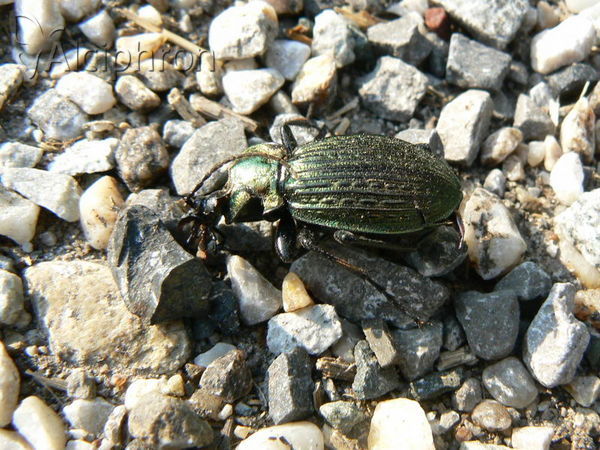 Carabus ullrichii
