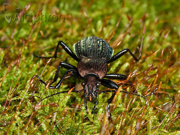 Carabus cancellatus