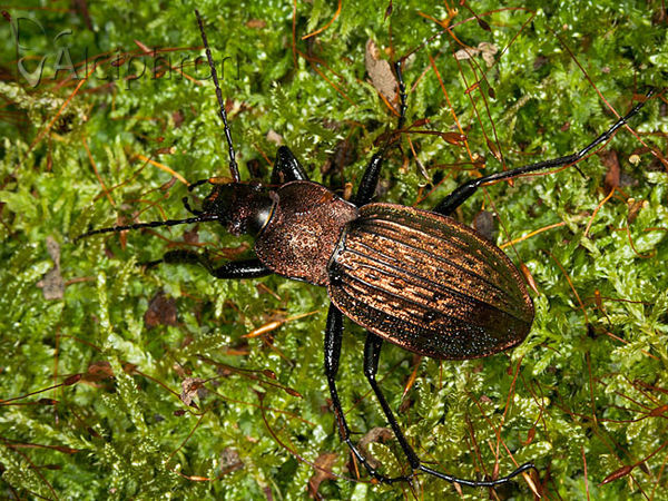 Carabus cancellatus