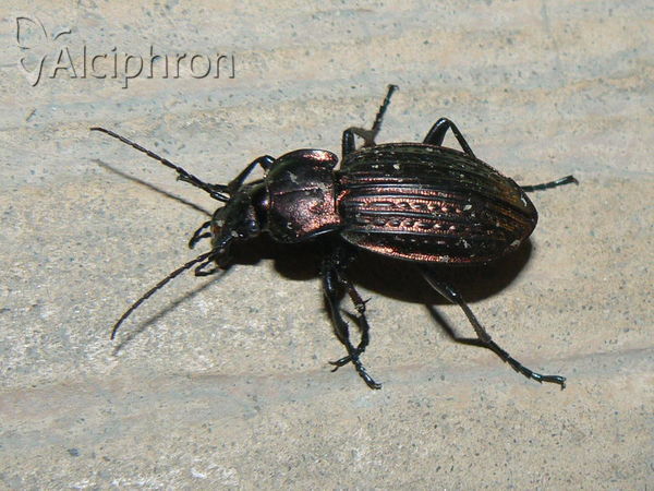 Carabus cancellatus