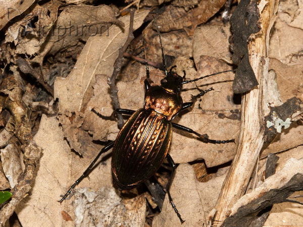Carabus cancellatus