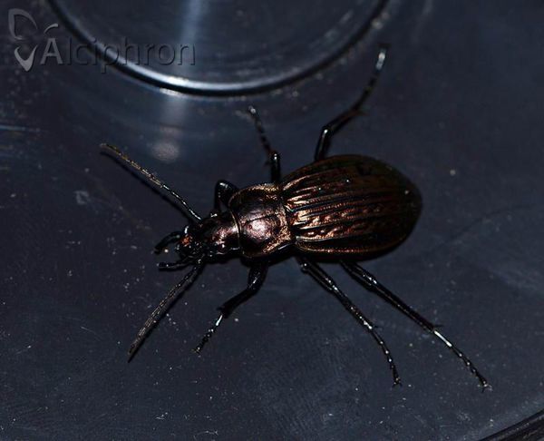 Carabus cancellatus