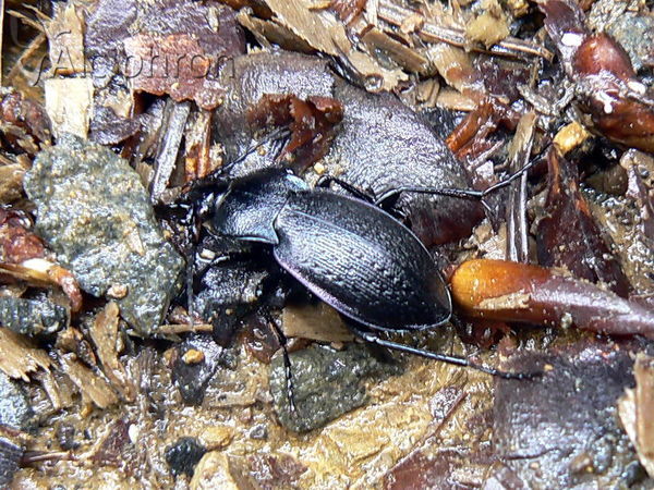 Carabus montivagus