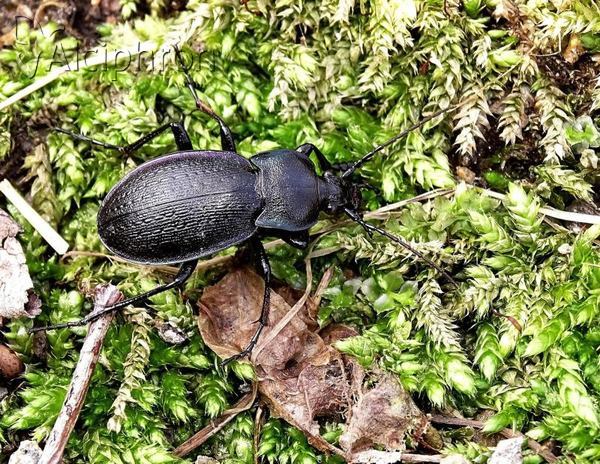 Carabus montivagus