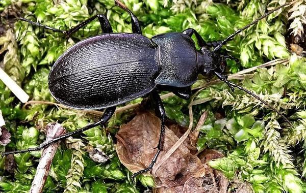 Carabus montivagus
