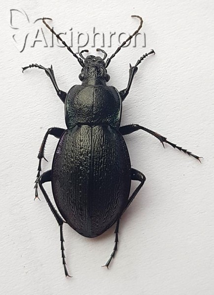 Carabus montivagus
