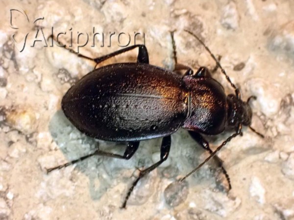 Carabus nemoralis