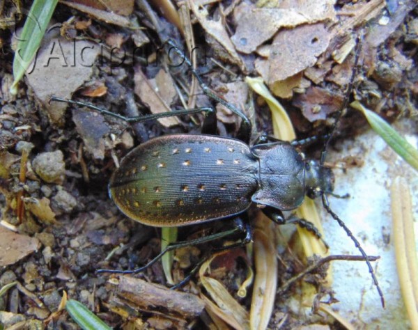 Carabus hortensis