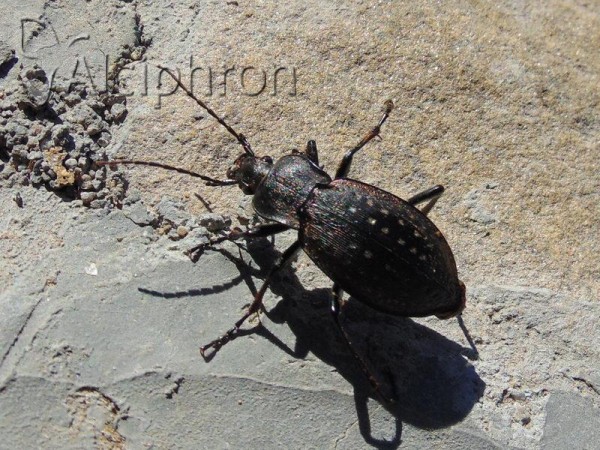 Carabus hortensis
