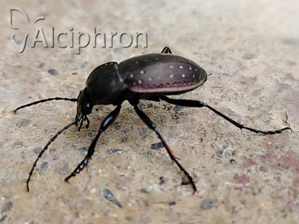 Carabus hortensis