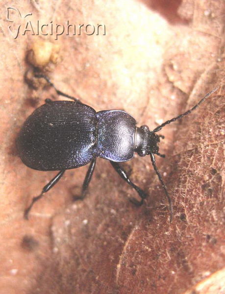 Carabus convexus