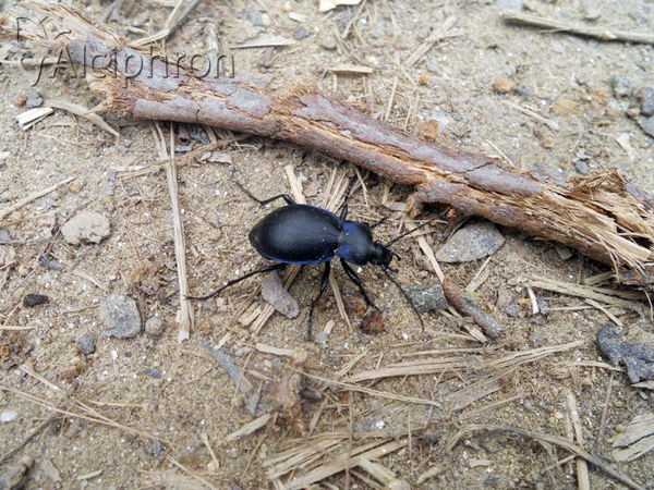 Carabus convexus