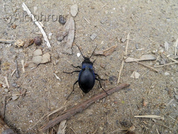 Carabus convexus