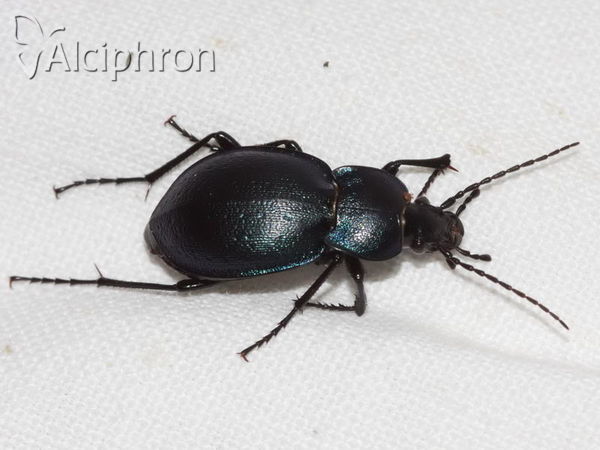 Carabus convexus