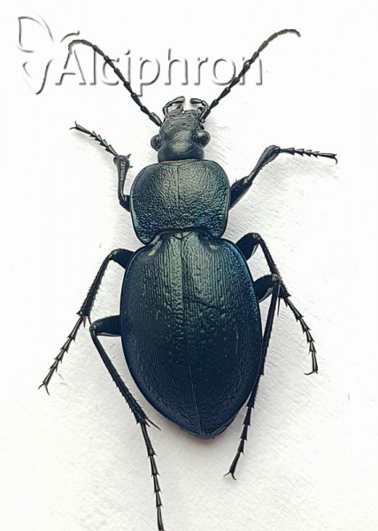 Carabus convexus