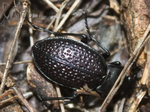 Carabus cavernosus